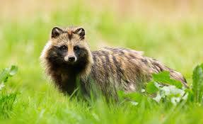 Hvis du ser en mårhund under bukkejagten - Danmarks Jægerforbund